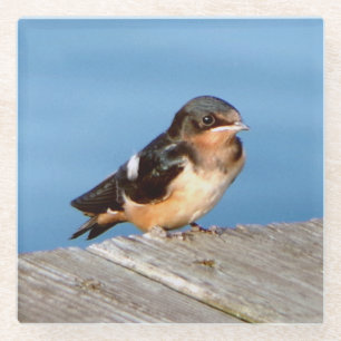 Stall Swallow Glas Untersetzer