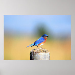Stall Swallow Poster