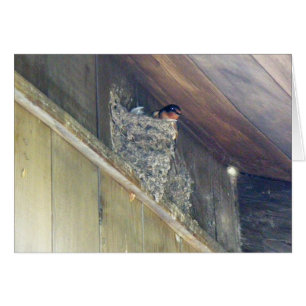 Stall Swallow Serie