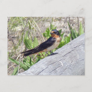 Stall Swallow Serie Postkarte