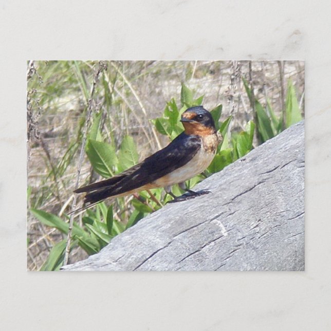 Stall Swallow Serie Postkarte (Vorderseite)