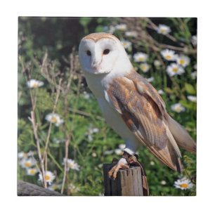 Stallhuhn Fliese