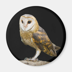 Stallhuhn Magnet