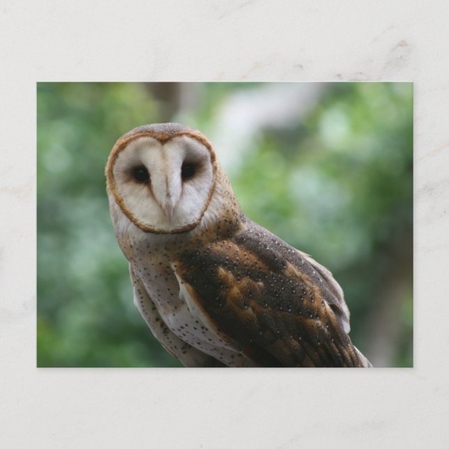 Stallhuhn Postkarte (Vorderseite)
