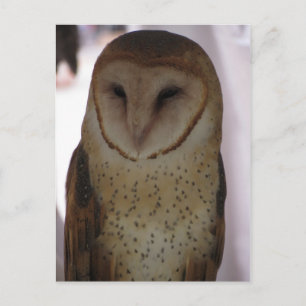 Stallhuhn Postkarte