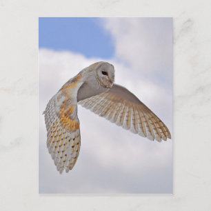 Stallhuhn Postkarte