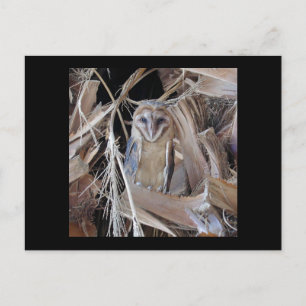 Stallhuhn Postkarte