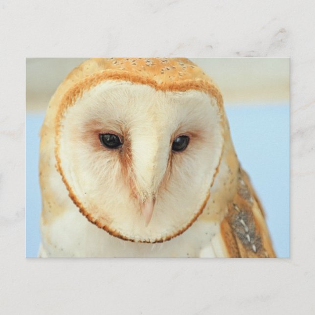 Stallhuhn Postkarte (Vorderseite)