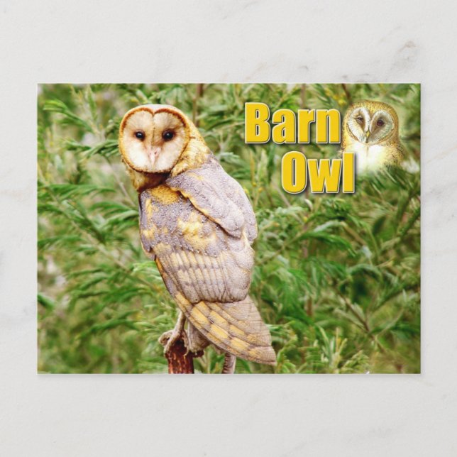Stallhuhn (Tyto alba) Postkarte (Vorderseite)