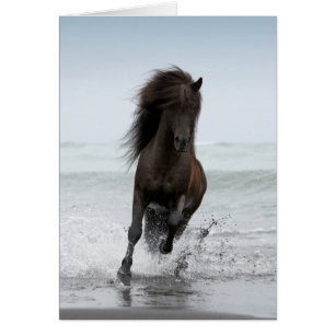 Stallion am Strand Nordatlantik