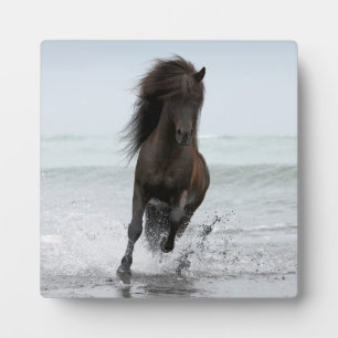 Stallion am Strand   Nordatlantik Fotoplatte