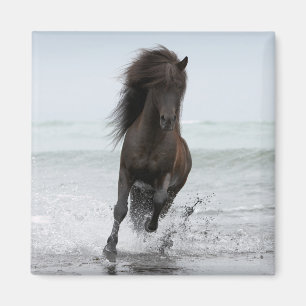 Stallion, der auf Strand Nordatlantik läuft Magnet