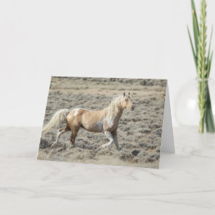 Stallion du Wyoming sauvage, Koda sur une carte bl