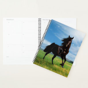 Stallion noir