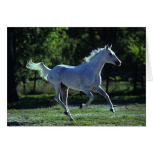Stallion Thoroughbred Running