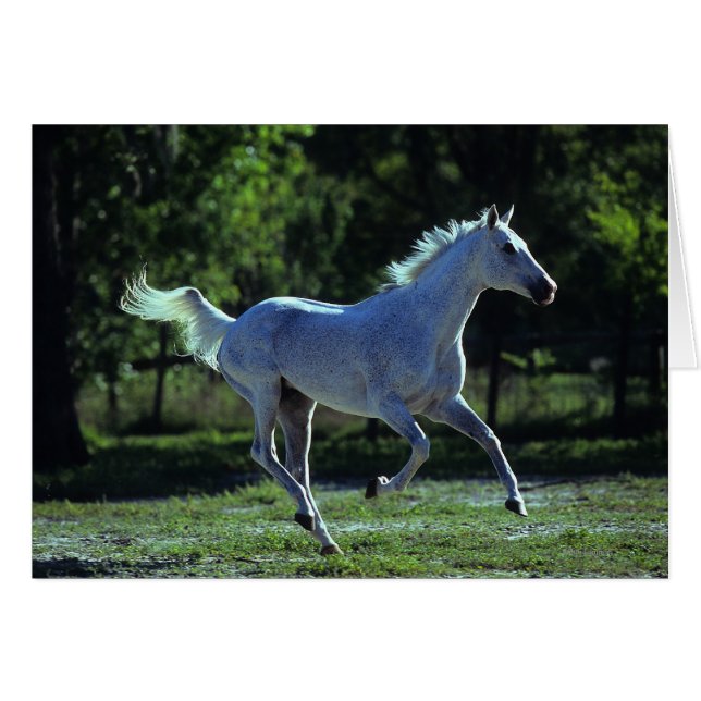 Stallion Thoroughbred Running (Devant horizontal)