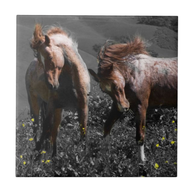 Stallions-Spar Fliese (Vorderseite)