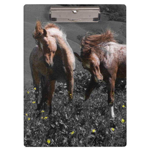 Stallions-Spar Klemmbrett (Vorderseite)