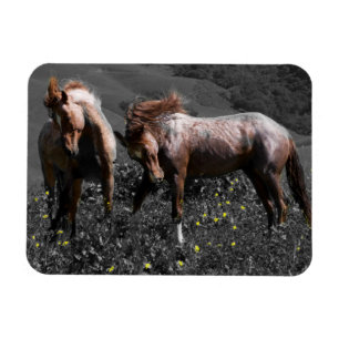 Stallions-Spar Magnet