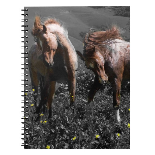 Stallions-Spar Notizblock (Vorderseite)
