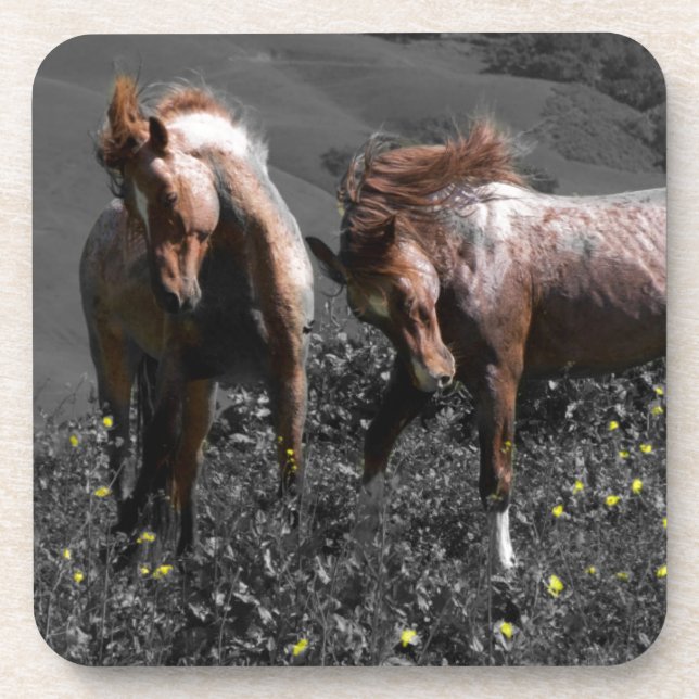 Stallions-Spar Untersetzer (Vorderseite)