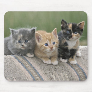 Stallkätzchen auf einer Pferdedecke Mousepad