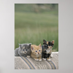Stallkätzchen auf einer Pferdedecke Poster