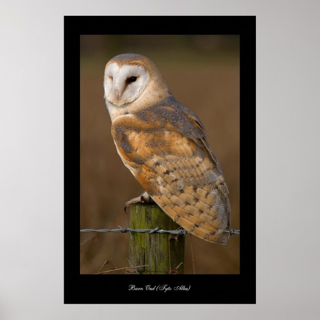 Stallkugel (Tyto alba). Poster (Vorne)
