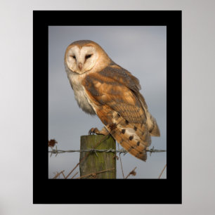 Stallkugel (Tyto alba). Poster von cARTerART