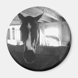Stallpferd Magnet
