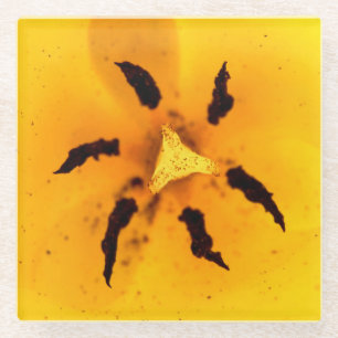Stamen und Pollen Glasuntersetzer