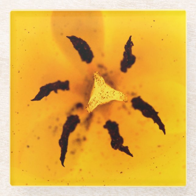 Stamen und Pollen Glasuntersetzer (Vorderseite)