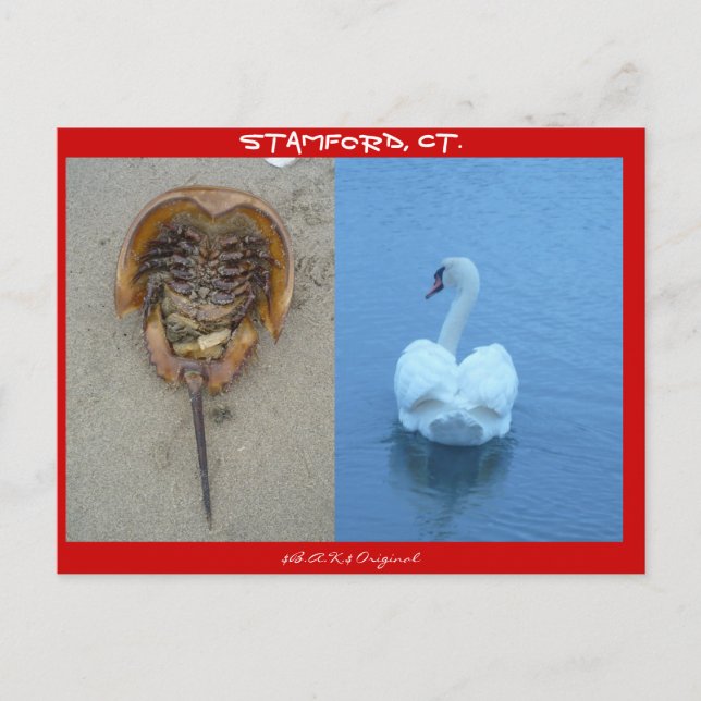 Stamford, CT Postkarte (Vorderseite)