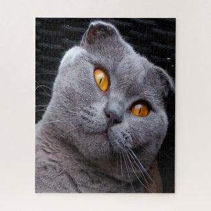 Stammbaum der Scottish Fold Katze
