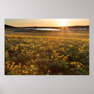 Stand der Balsamroot-Wildblumen der Arrowleaf Poster