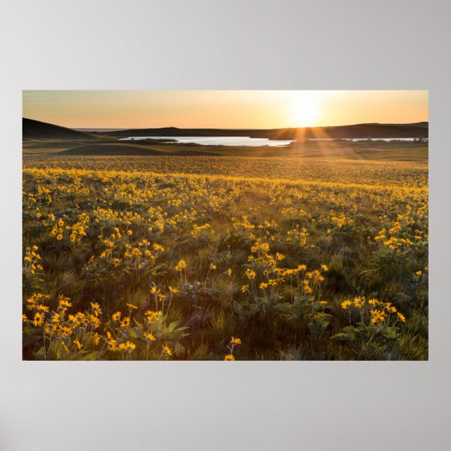Stand der Balsamroot-Wildblumen der Arrowleaf Poster (Vorne)