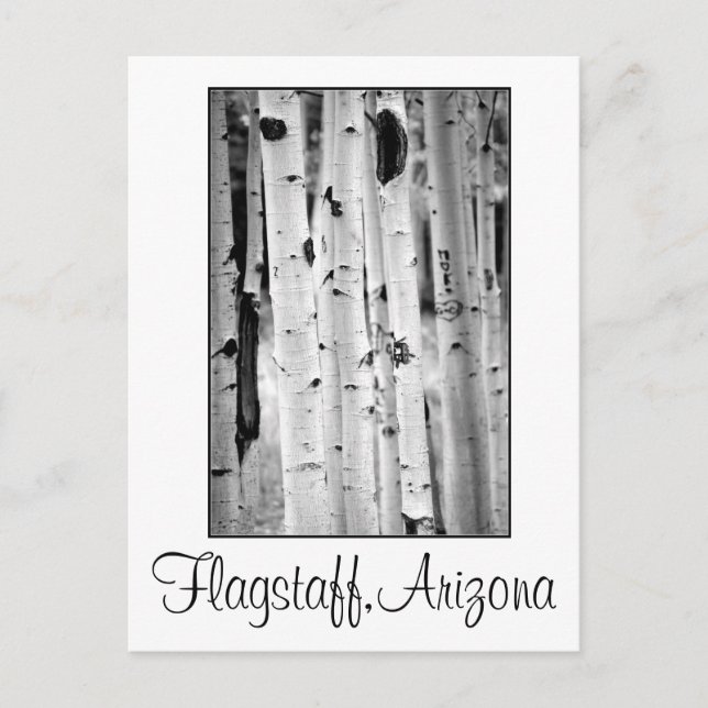 Stand hoch Aspens Flagstaff Postkarte (Vorderseite)