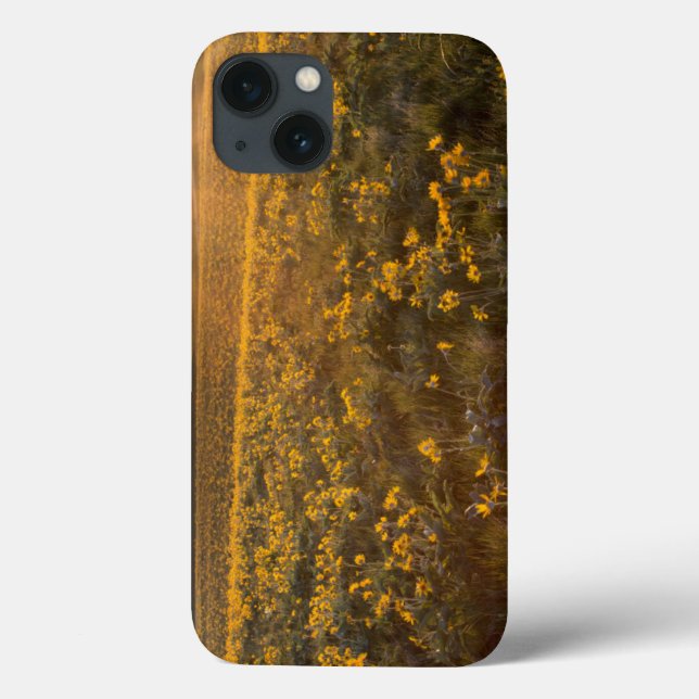 Stand Of Arrowleaf Balsamroot Wildflowers Case-Mate iPhone Hülle (Rückseite)