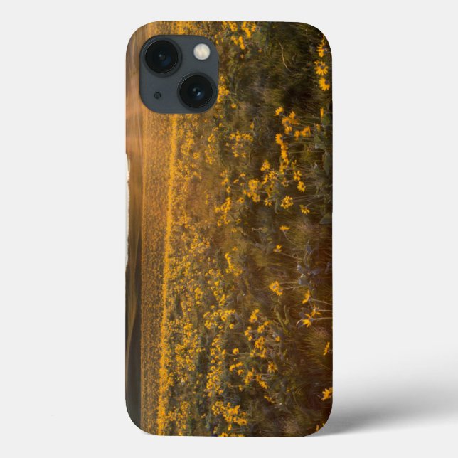 Stand Of Arrowleaf Balsamroot Wildflowers Case-Mate iPhone Hülle (Rückseite)