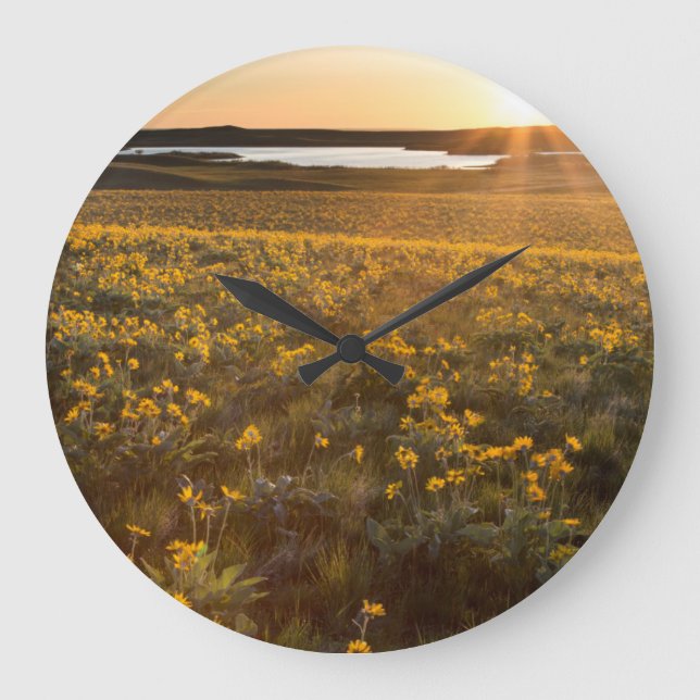 Stand Of Arrowleaf Balsamroot Wildflowers Große Wanduhr (Vorderseite)