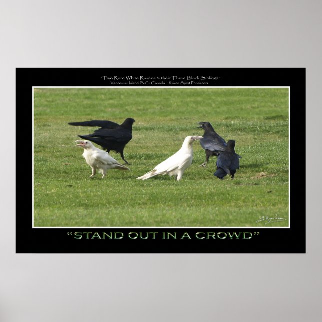 "STAND OUT" WEISSE RAVENEN Motivierend Foto drucke (Vorne)