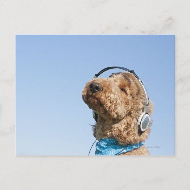 Standard Poodle Postkarte (Vorderseite)