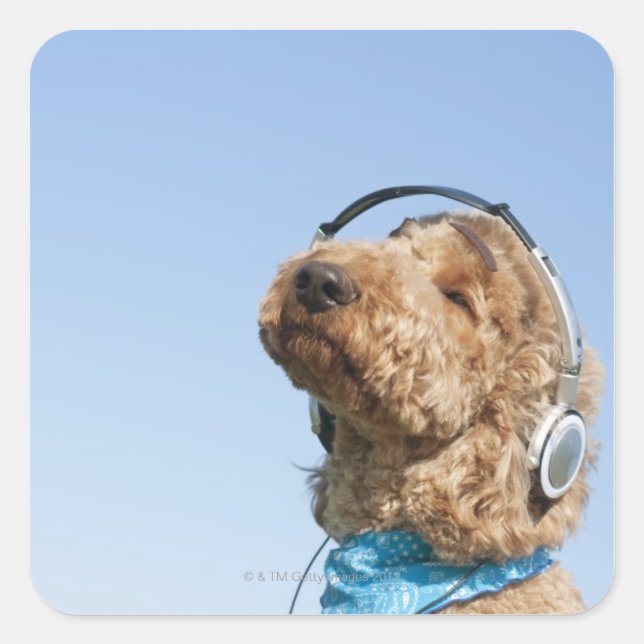 Standard Poodle Quadratischer Aufkleber (Vorderseite)
