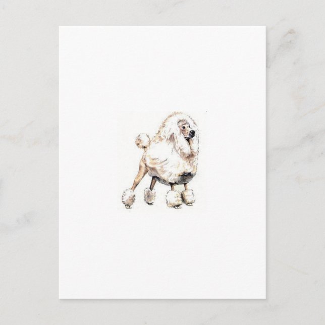 Standard Poodle White Postkarte (Vorderseite)