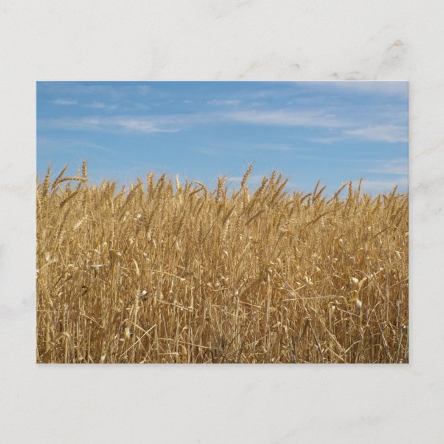 Standard Postkarte (Vorderseite)