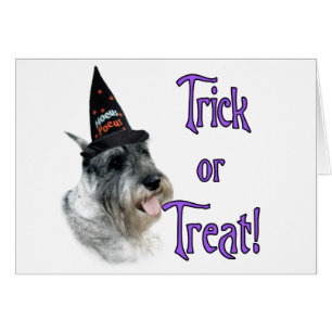 Standard Schnauzer Trick