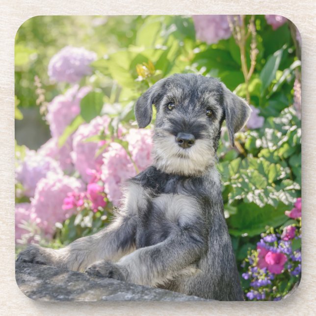 Standard Schnauzer Welpe im blühenden Garten - Getränkeuntersetzer (Vorderseite)
