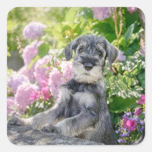Standard Schnauzer Welpe im blühenden Garten - Quadratischer Aufkleber