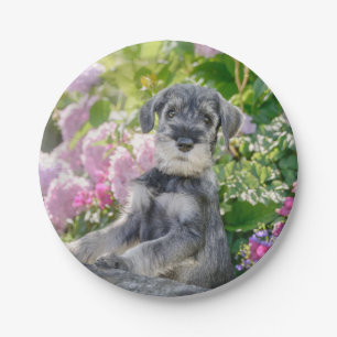 Standard Schnauzer Welpe in einem blühenden Garte Pappteller