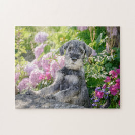 Standard Schnauzer Welpe in einem blühenden Garten